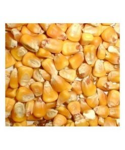 Whole Corn Seed